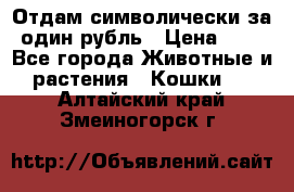 Отдам символически за один рубль › Цена ­ 1 - Все города Животные и растения » Кошки   . Алтайский край,Змеиногорск г.